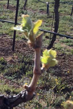 Sangiovese deep freeze day 1