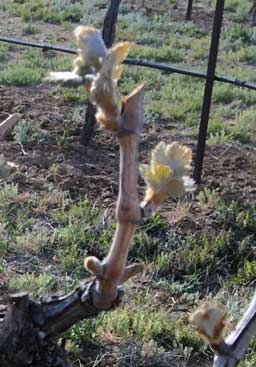 Sangiovese deep freeze day 2