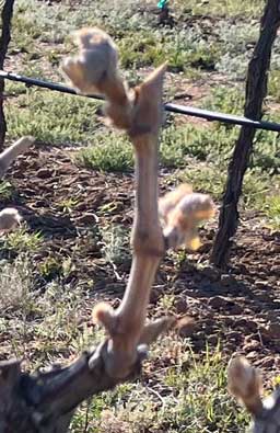 Sangiovese deep freeze day 3