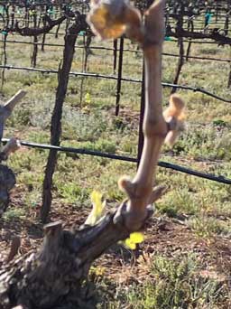 Sangiovese deep freeze day 3