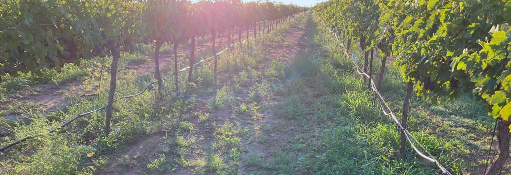 Vines at an August sunrise