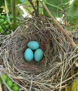 Blue grossbeak eggs