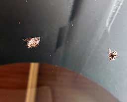 Custer flies in solution