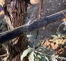 Drip line leak caused by mockingbird