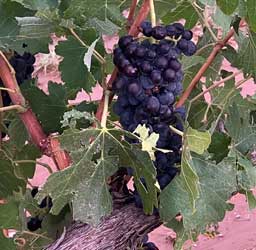 Hail tattered grapevine leaves