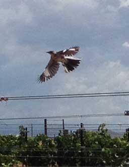 Mockingbird over vines