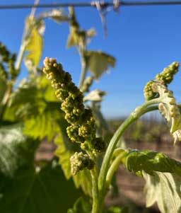 Monastrell monster baby clusters