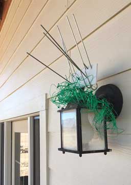 Owl mitigation spikes atop porch light