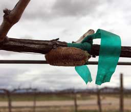 Praying mantis egg case