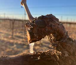 Pruned vines pushing icicles