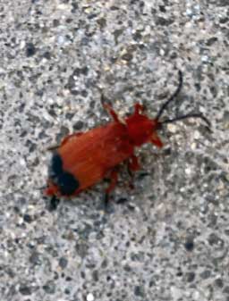 Red beetle