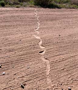 Snake trail on road