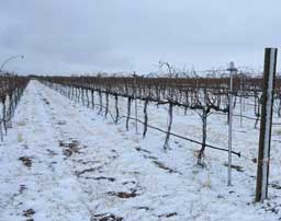 Snow in the vines