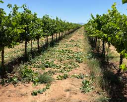 Taming Syrah vines - after