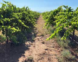 Taming Syrah vines - before