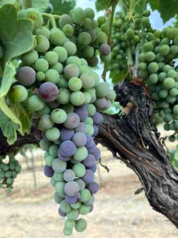 Veraison starting