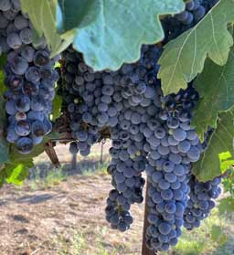 Tempranillo grapes ready to pick